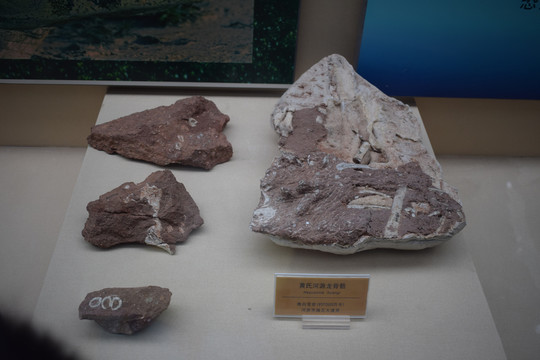 黄氏河源龙骨骼化石石头