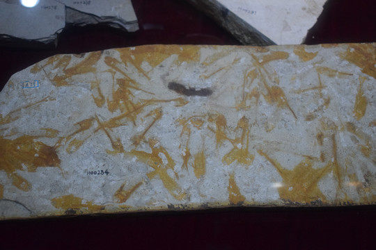古生物鱼化石摄影图片