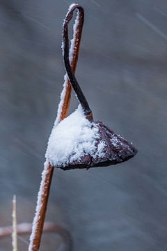 雪落残荷别样美