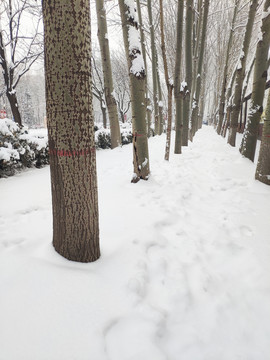 树林雪景