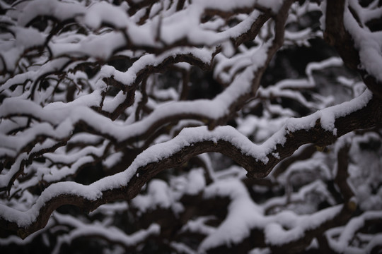 颐和园雪景