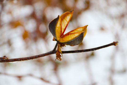 棉花壳