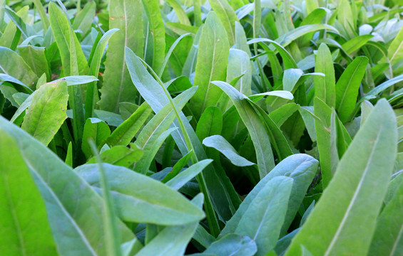 嫩油麦菜