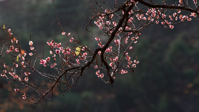 梅花