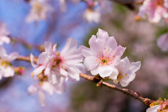 樱花