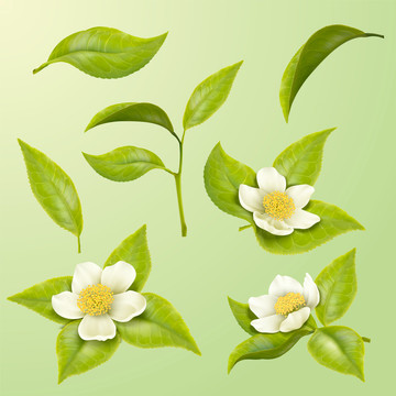綠茶葉片與白色花朵寫實(shí)插畫