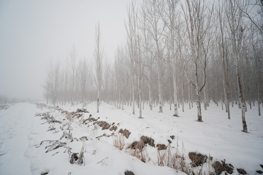 雪景