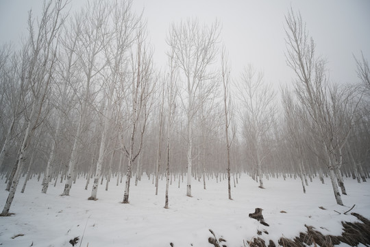 雪景