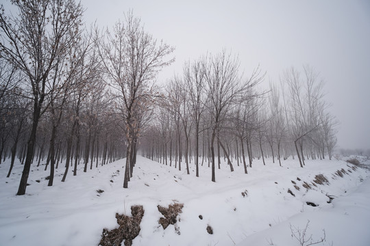 雪景