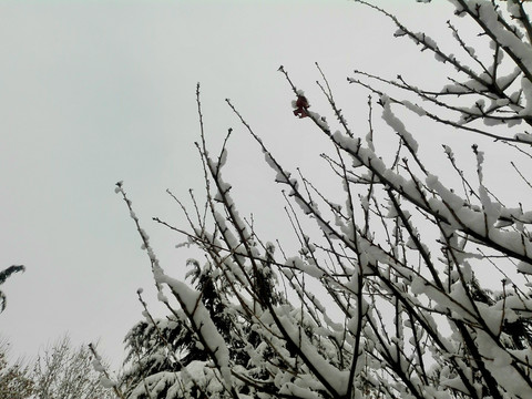 雪压树枝