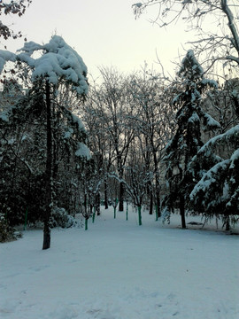 雪后的树林