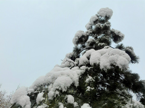 大雪压青松