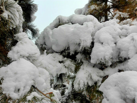 积雪松树