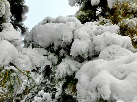 雪压青松