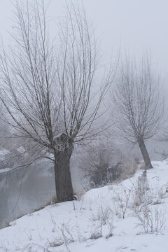 雪景