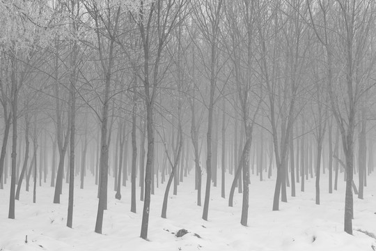 冬季林场