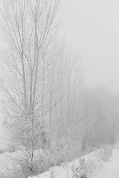 雪景