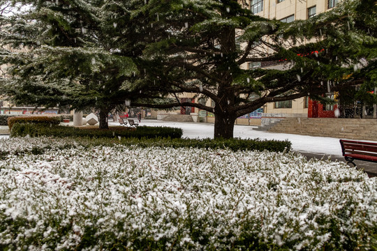 雪后校园风景