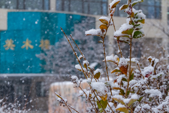 雪后校园景色