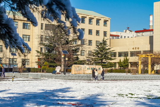 雪后校园松枝