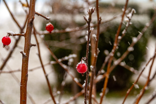 雪中的红果