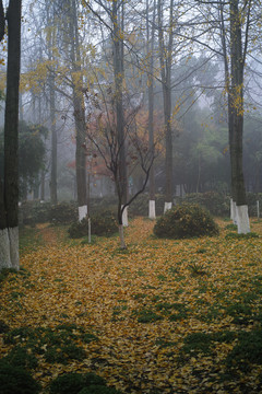 烟雨江南