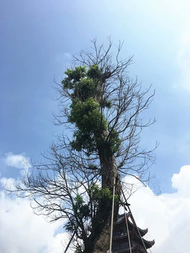 海坛古城