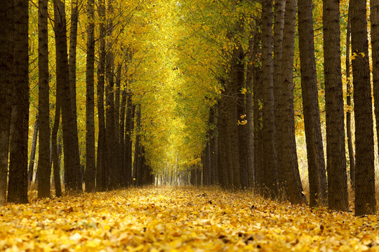 秋天的林荫小路