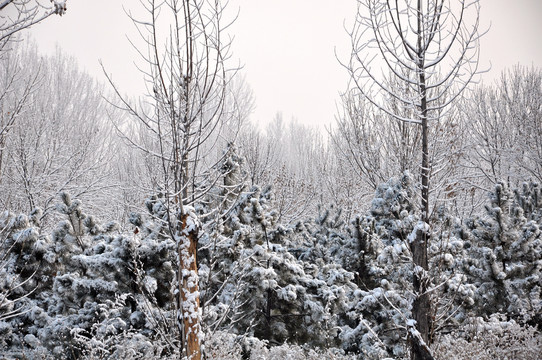 雪下松林