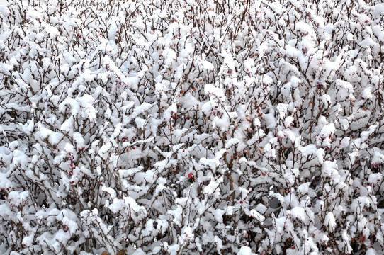 雪下植被