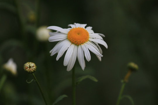 野菊花