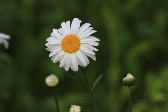 野花