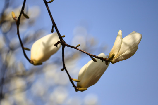 玉兰花