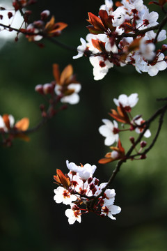 李子花