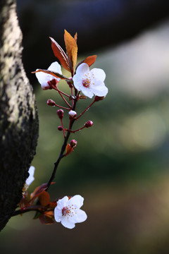 李子花