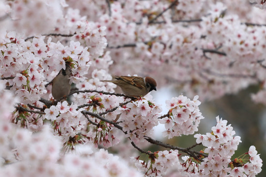 樱花