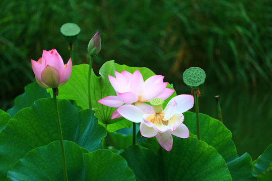 荷花莲子