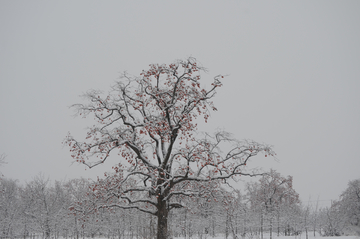 雪后柿子树