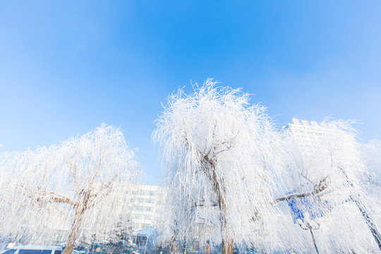 吉林市松花江畔美丽洁白的雾凇