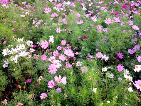 美丽格桑花