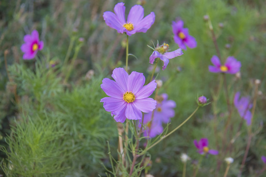 格桑花