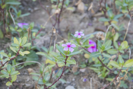 长春花