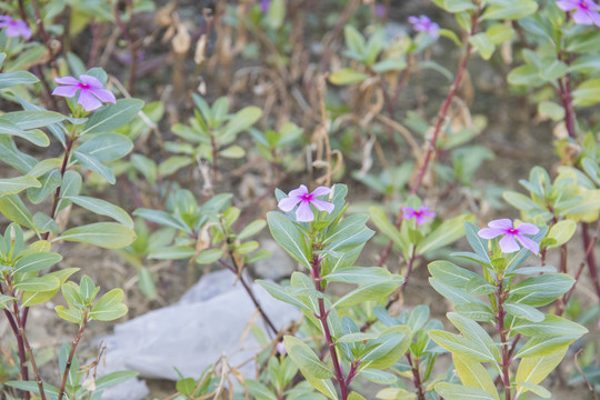 长春花