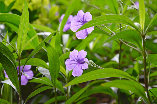 狭叶翠芦莉