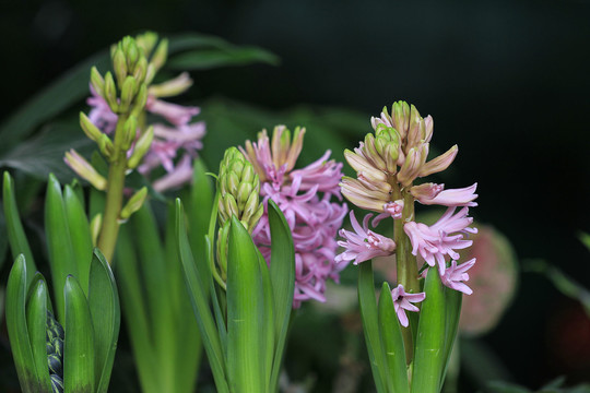 风信子花