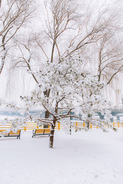 挂满积雪的松树