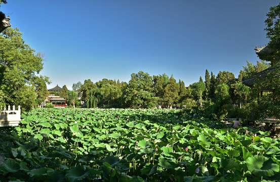 河北省保定市古莲花池