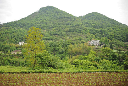 油菜田