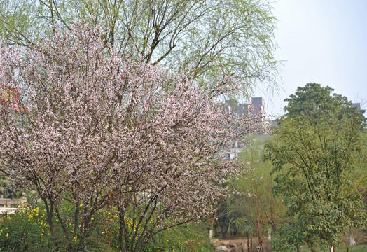 春天美景