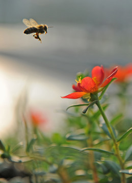 花卉